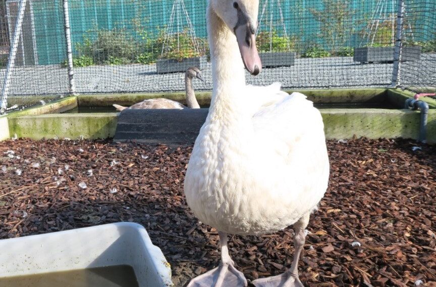 Vogelhospitaal Haarlem bestaat 65 jaar, help mee een nieuw bassin te maken