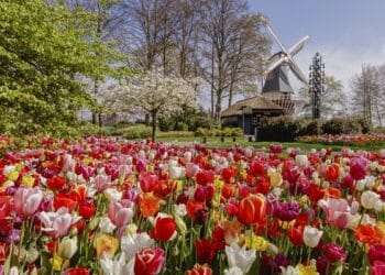 Keukenhof dicht, park gaat miljoenenverlies tegemoet