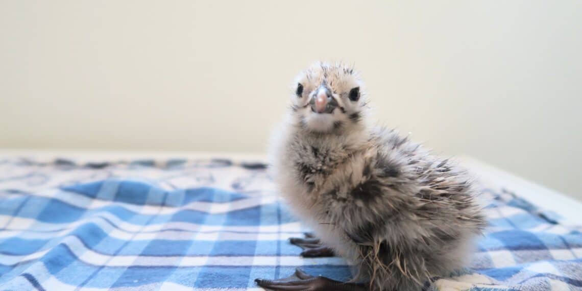 Haarlems Vogelhospitaal open voor patiënten ondanks vogelgriep