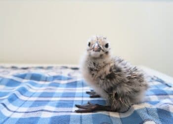 Haarlems Vogelhospitaal open voor patiënten ondanks vogelgriep