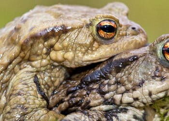 Een drukte van jewelste in Bloemendaal: Tom Höcker vertelt over de paddentrek