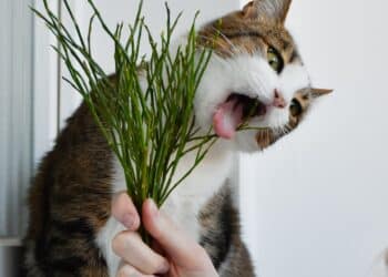 Welke planten of bloemen zijn giftig voor mijn huisdier? – Arianes Spreekuur