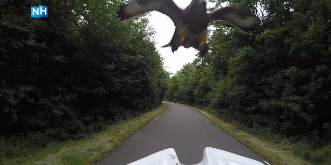 Buizerd heeft het op wielrenners gemunt: “Bebloede armen en bekraste helmen”