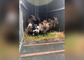 Tien geiten gedumpt in recreatiegebied Spaarnwoude