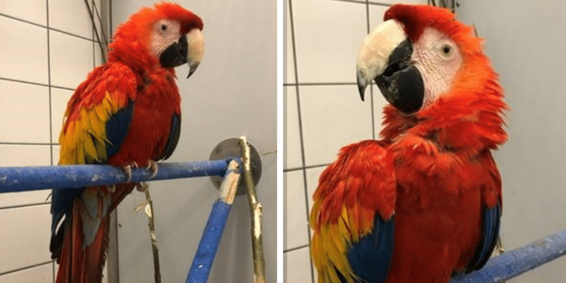 Duizenden euro’s opgehaald voor zieke ara Nape uit Elswout