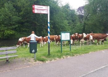 Kudde van 15 koeien ontsnapt in Overveen