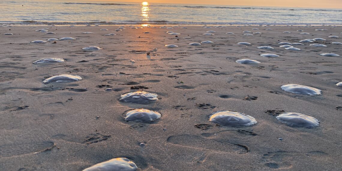 In jaren niet gezien: ‘dikke soep van witte kwallen’ op strand Zandvoort