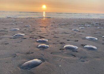In jaren niet gezien: ‘dikke soep van witte kwallen’ op strand Zandvoort