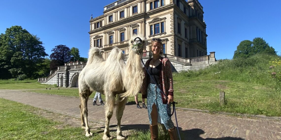 Einstein trekt veel bekijks in Elswout: “Een kameel hier? Gekkigheid”