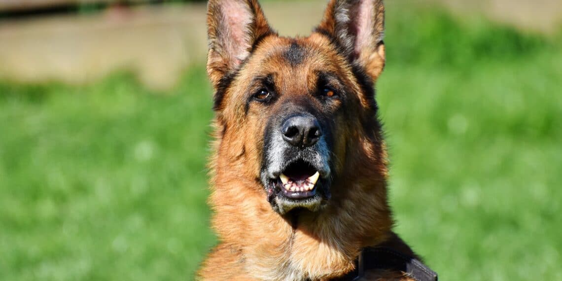 Automobilist redt herdershond Kenzo tijdens avontuur op snelweg