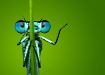 Natuurmonumenten maakt een vuist voor ‘het insect’: “Niet zo aaibaar, maar wel belangrijk”
