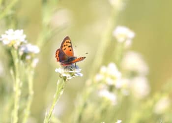 Kars Veeling vertelt over de Nationale Tuinvlindertelling