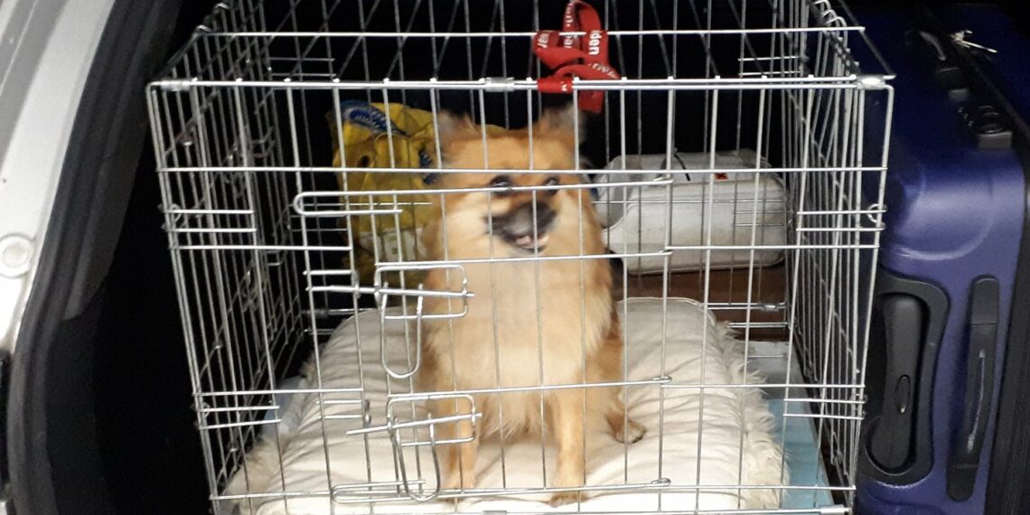 Agenten redden hondje uit kofferbak: “Dan is het moeilijk zakelijk te blijven”