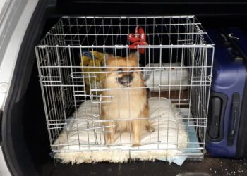 Agenten redden hondje uit kofferbak: “Dan is het moeilijk zakelijk te blijven”