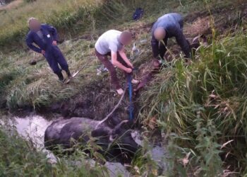 Haarlemmers urenlang bezig om koe uit sloot te krijgen
