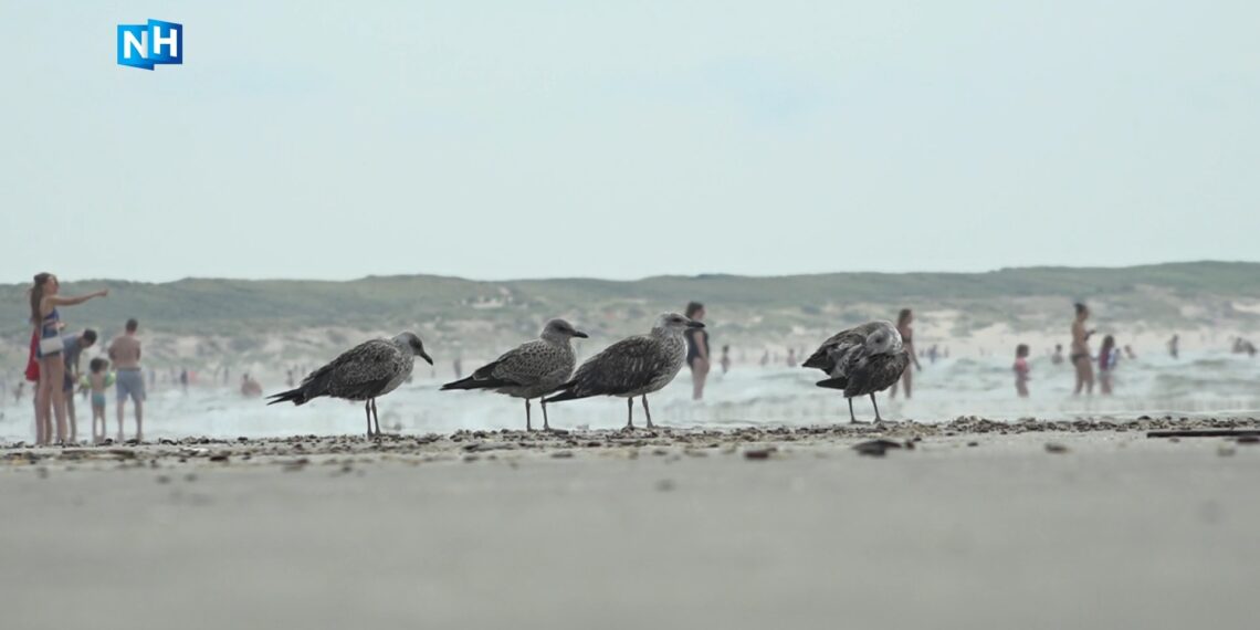 Vogelhospitaal laat tientallen ‘weesjes’ los op het strand: “Geweldig, ze zijn thuis!”