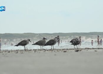 Vogelhospitaal laat tientallen ‘weesjes’ los op het strand: “Geweldig, ze zijn thuis!”