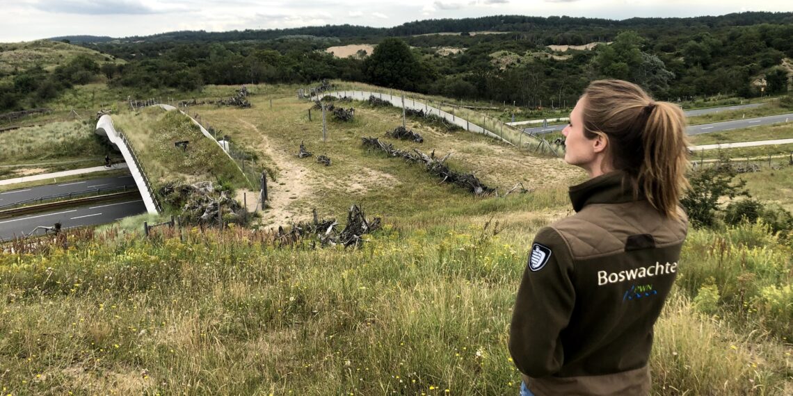 Natuurbrug na 4 jaar eindelijk open voor zware grazers: “Hooglanders hebben elkaar ontmoet”