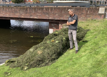 Woekerende waterpest vergalt vaarplezier in Heemstede: “Het stinkt ook”