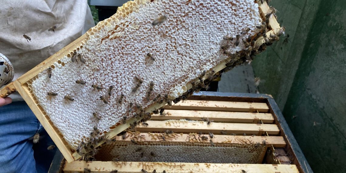 De bijtjes van het Binnenhof én hun honing terug in Heemstede: “Het Haagse goud”