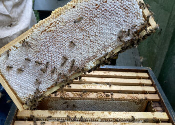 De bijtjes van het Binnenhof én hun honing terug in Heemstede: “Het Haagse goud”