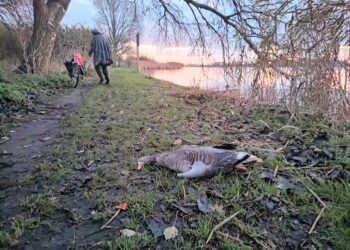 Haarlemse buurt verzamelt bewijs van misstanden ganzenjacht vlak bij woningen