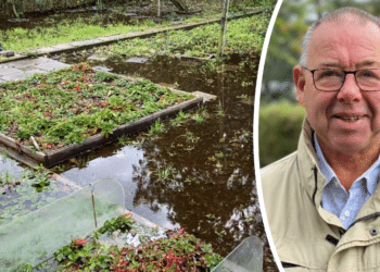 Gemaal volkstuin werkt al jaren onbehoorlijk: ‘Beter waterlelies kweken dan spinazie’