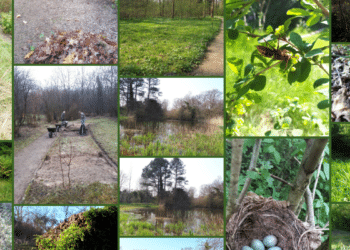 Zijn er genoeg paddenstoelen in Thijsse’s Hof voor de speurtocht?