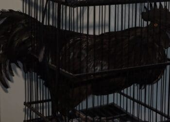 Ophef over dode dieren bij Haarlemse tentoonstelling