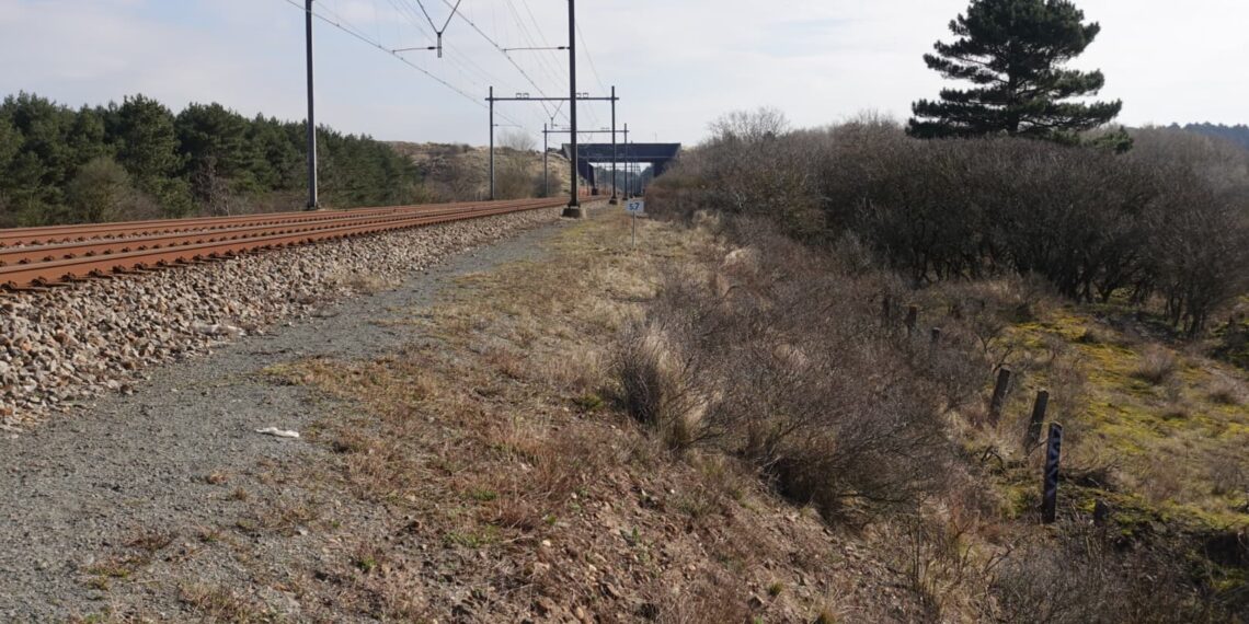 Prorail bouwt hek langs spoor bij Zandvoort om aanrijdingen met herten te voorkomen