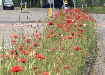 Winnaars Schalkwijk aan Zet bekend: plannen voor een groenere en socialere buurt
