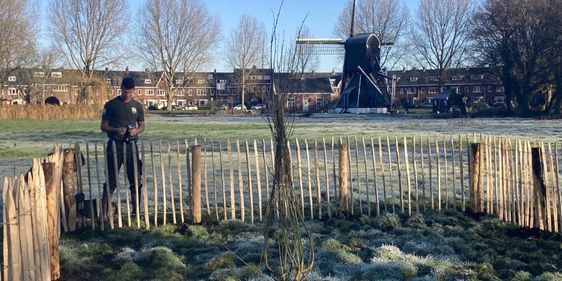 Nieuwe bomen moeten koeien in de Schoterveense polder in de zomer schaduw bieden