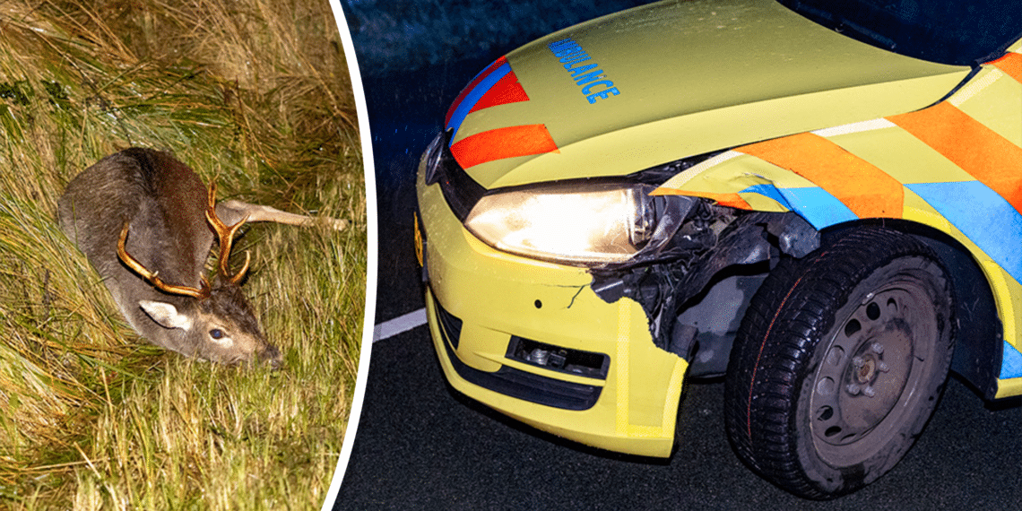 Hulpdiensten en trein afgelopen weekend in botsing met overstekende herten