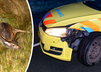 Hulpdiensten en trein afgelopen weekend in botsing met overstekende herten