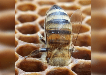 Bijenfoto van Heemsteedse imker gaat al vier jaar de wereld over