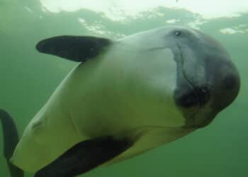 Twee dode bruinvissen aangespoeld na ontploffing voor kust