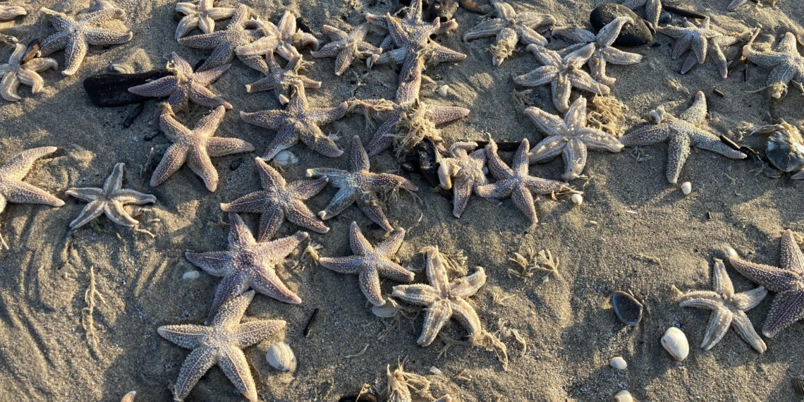 Strand Bloemendaal aan Zee ligt vol zeesterren: “Wauwsers, nog nooit zoveel gezien!”