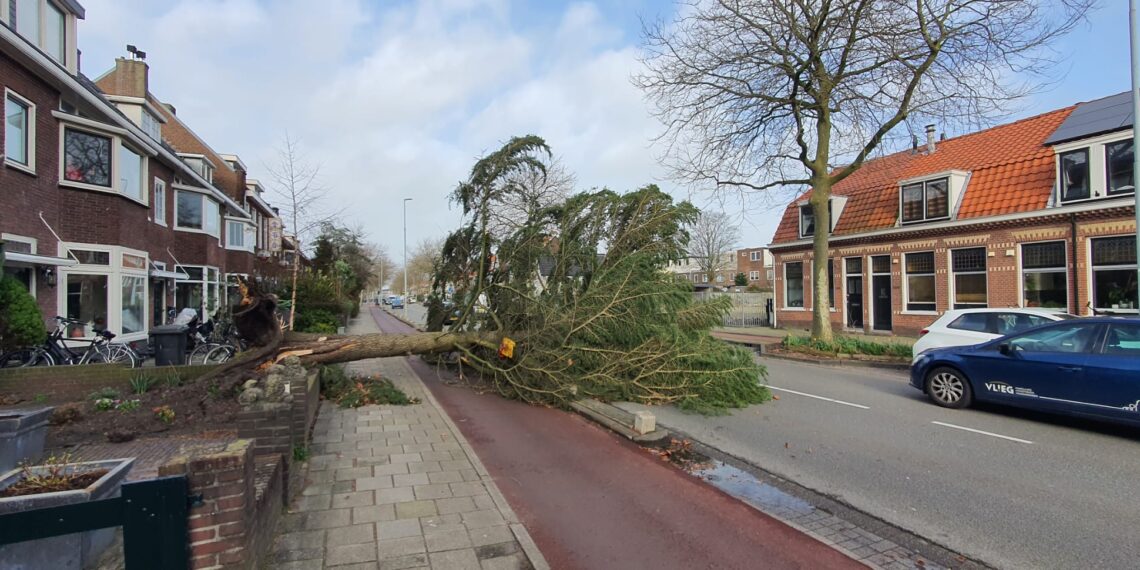 Storm Eunice laat aardig wat bomen knakken in Haarlem