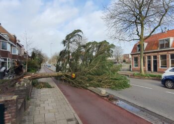 Storm Eunice laat aardig wat bomen knakken in Haarlem