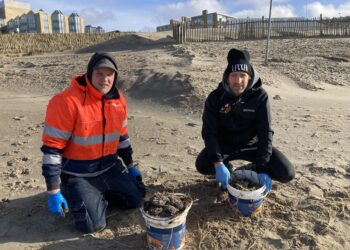 Opnieuw olie aangespoeld op stranden: “In 20 jaar nog niet eerder meegemaakt”