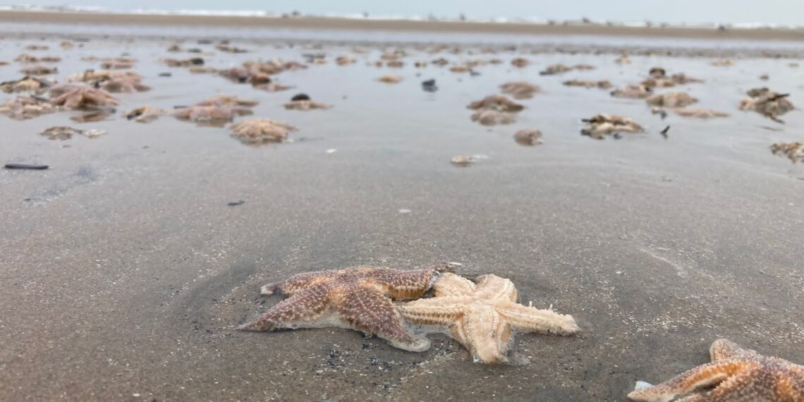 Weer duizenden zeesterren aangespoeld op strand: “Indrukwekkend maar niet uitzonderlijk”