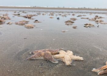 Weer duizenden zeesterren aangespoeld op strand: “Indrukwekkend maar niet uitzonderlijk”