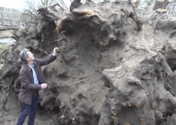 Haarlemmers treuren om 222-jarige boom, maar hebben een plan: “Mooie dingen van maken”