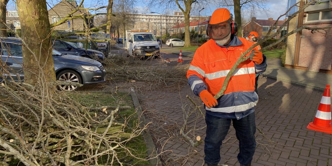 Omgevallen bomen en afgebroken takken door storm opgeruimd in Haarlem: “Valt mee”