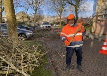 Omgevallen bomen en afgebroken takken door storm opgeruimd in Haarlem: “Valt mee”