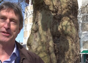 Zij strijden voor het behoud van bomen: “Mensen bellen ons huilend”