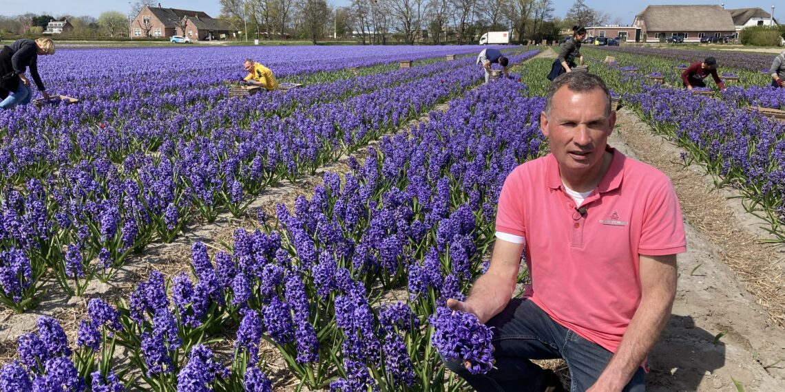 Bloemen voor bloemencorso dit jaar niet al te best: “Het is op z’n gat af”
