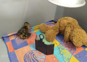 Vogelhospitaal heeft nu het hele jaar door last van vogelgriep: “Hoop extra gedoe”