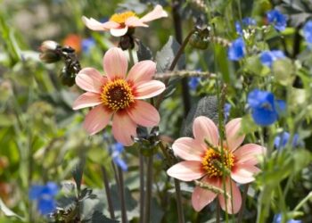 Voorzitter Floriade Bernt Schneiders: “Een verlies van 60 miljoen euro is een enorme hap geld”