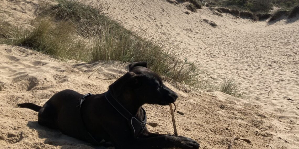 Toename van bijtincidenten met honden: burgemeester Roest komt met nieuw beleid